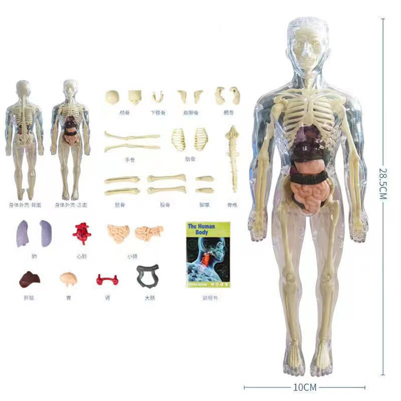 3D 인체 해부학 모델 어린이 플라스틱 DIY 해골 장난감, 과학 조기 학습 보조 교육 장난감, 두 종류, 신제품
