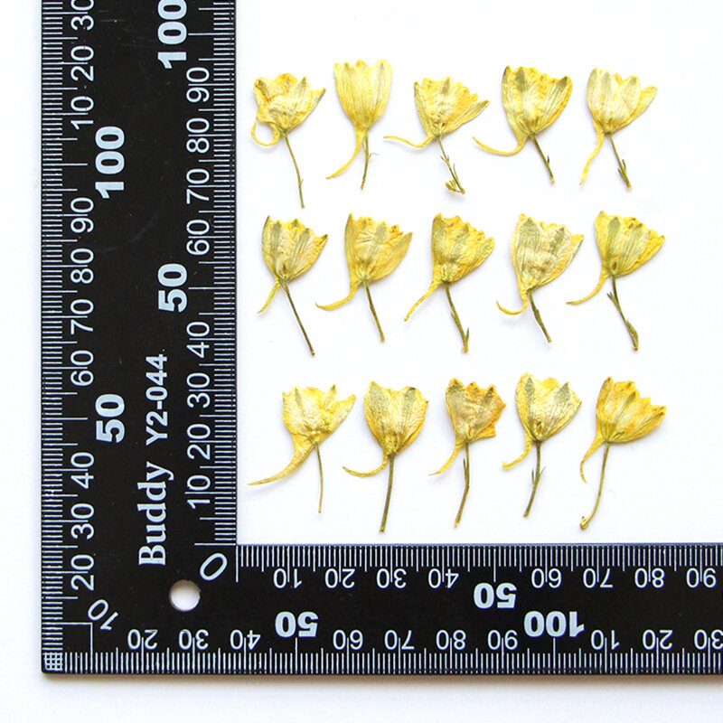 120 piezas prensado seco Gaura lindheimeri Bud flor planta herbario joyería postal marcapáginas marco caja del teléfono tarjeta DIY fabricación