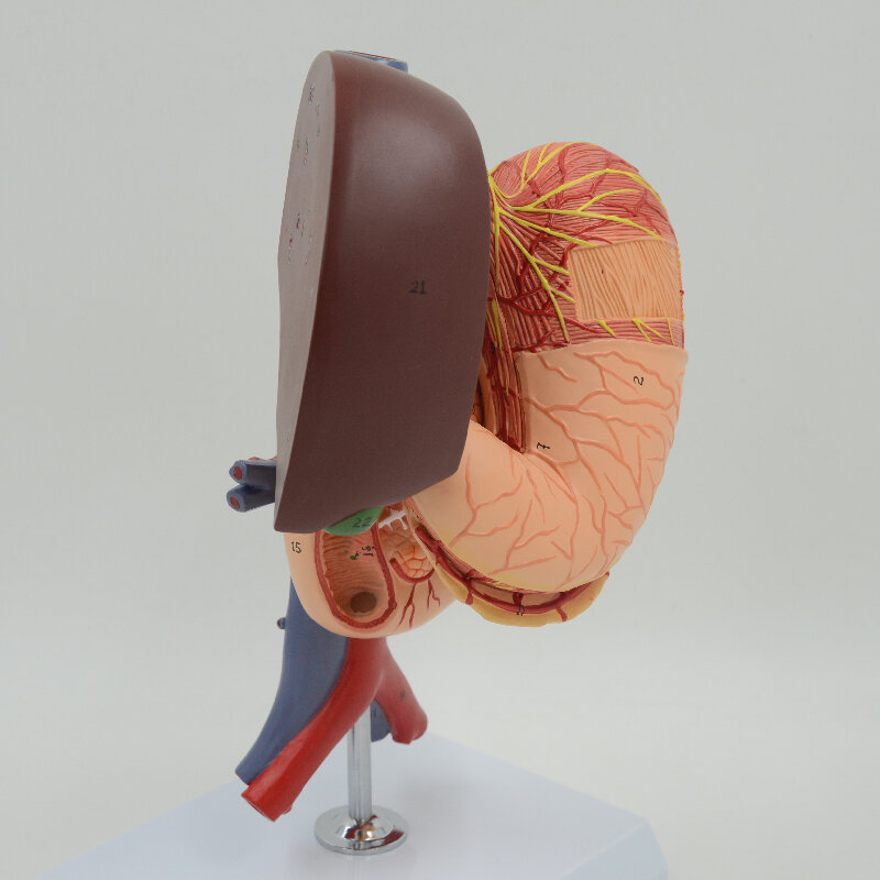 Estômago pâncreas baço vesícula biliar duodeno e fígado modelo anatômico equipamento educacional ciências médicas recurso de ensino