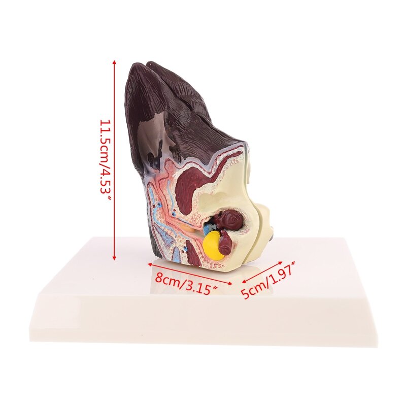 Dog Ear Lesion Animal Anatomical Model Veterinary Science Aids Teaching Pet Canine Research