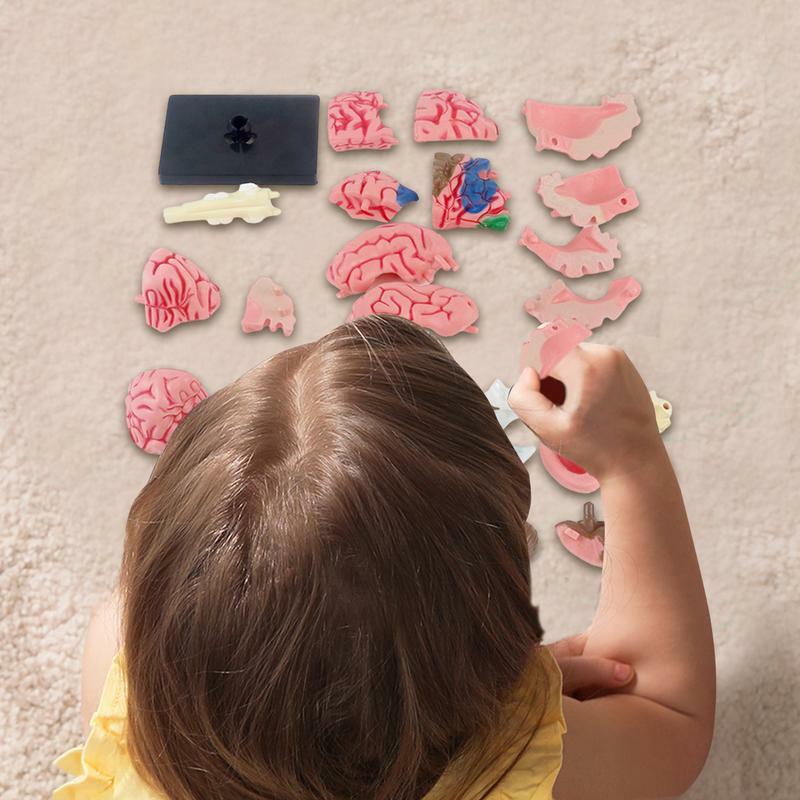Modèle d'Anatomie du Cerveau Fuchsia pour Enfant, Article à Code Document, DIY, Science