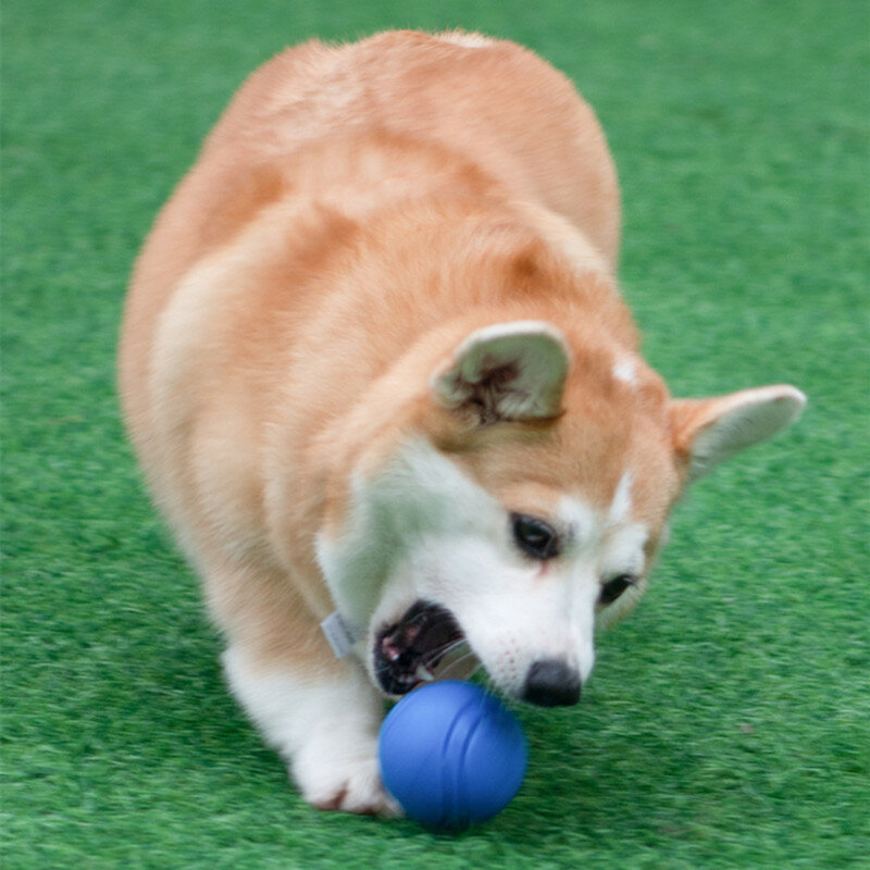 耐性ゴム製犬用ボール,弾力のある,噛むおもちゃ,犬の回復トレーニング,ペット用品,1個