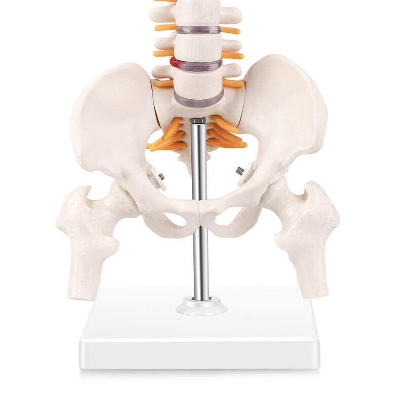 Miniatur Model anatomi tulang belakang, Model kolom Vertebral Mini 15.5 inci dengan saraf tulang belakang, panggul, Femur, dipasang pada dasar