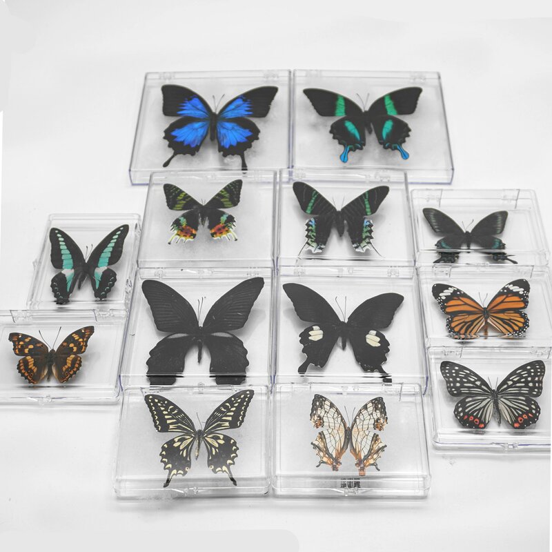 Kotak Transparan Spesimen Kupu-kupu Alami Nyata dengan Kupu-kupu Beragam untuk Tampilan Koleksi Penelitian Mengajar Hadiah Khusus