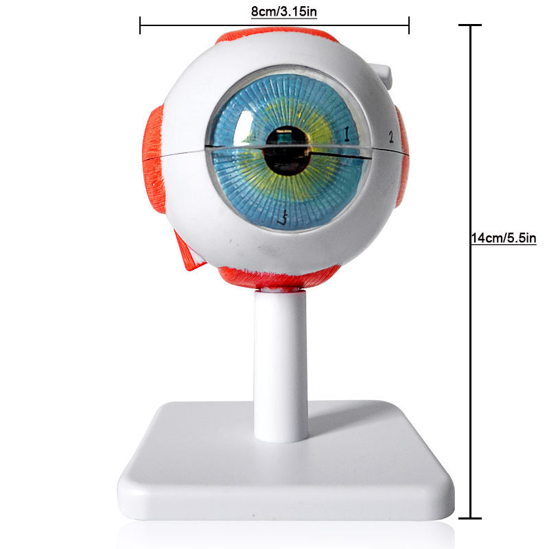 Modelo anatômico do globo ocular modelo, educação médica, olho humano 3 vezes ampliado