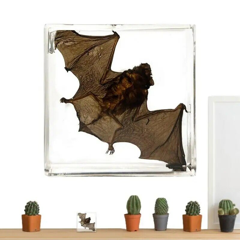 Moldurado acrílico Bat espécime pequeno Bat espécime, Tabletop Decoração, animal real em resina, Esclarecimento Conhecimento Bookshelf
