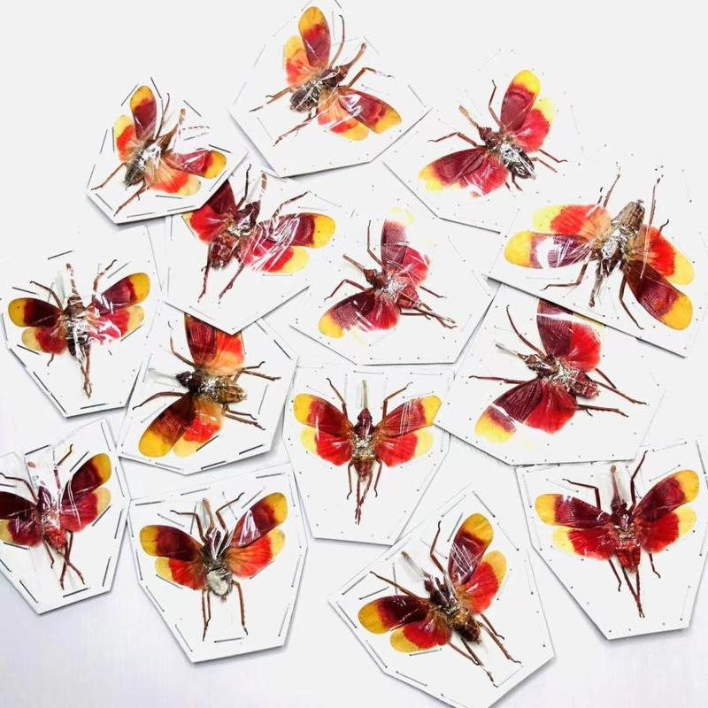 مجموعة تصوير Pyrops hamdjahi بشمع رائع باللون الأحمر ، مجموعة تصوير ، مجموعة خنفساء الحشرات الحقيقية ، ديكور منزلي