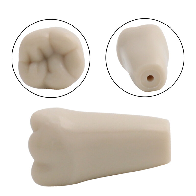Modèle dentaire ADC avec dents accréditées, modèle fuchsia dentaire, modèle de dent de démonstration, perfec32 pièces disponibles