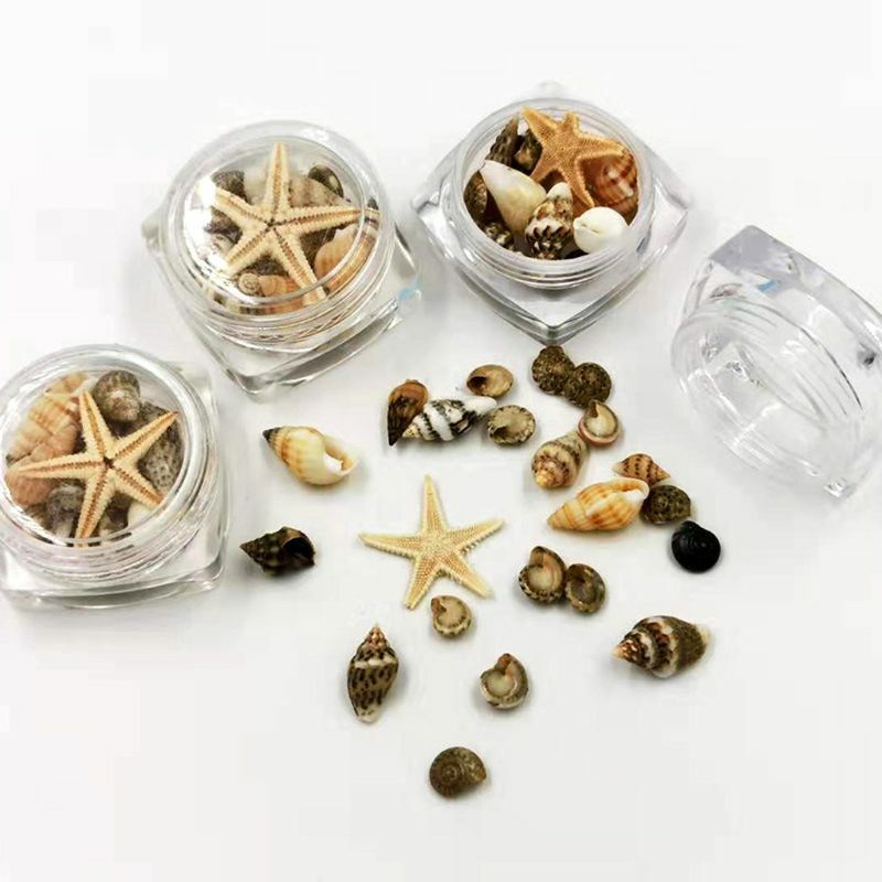 Mini Tiny Sea Shells Mixed Ocean Beach Seashells Natural for Home Beach Theme Party Wedding Decor Vase Filler 264E