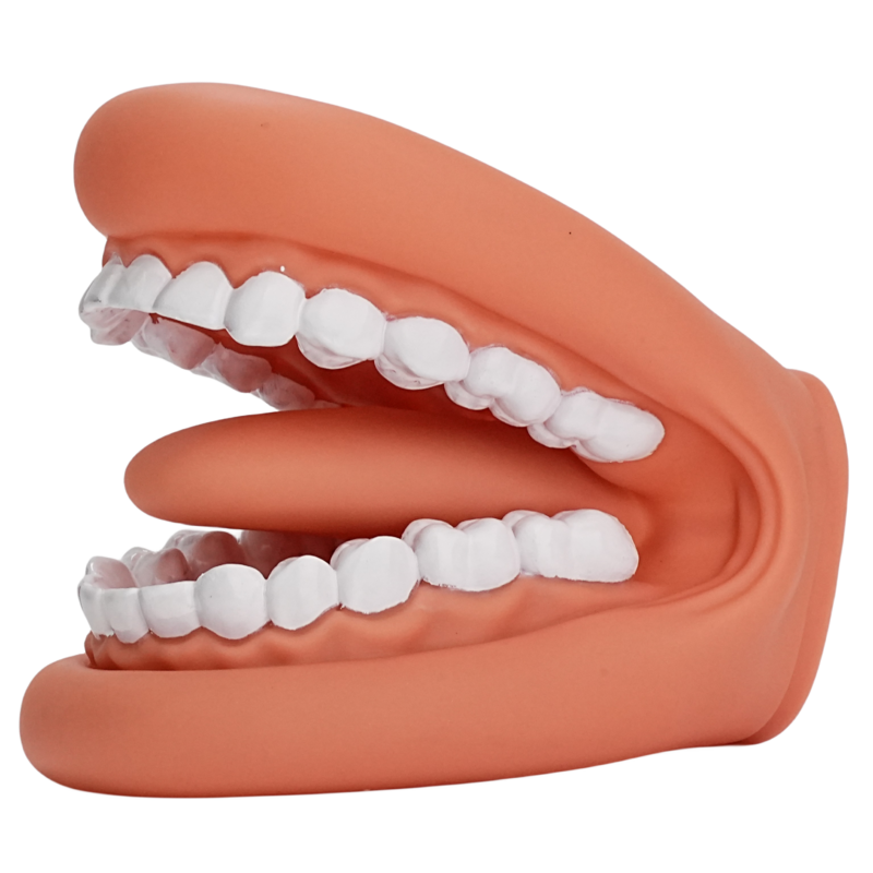 Dental Standard Teeth Model - Dental Mouth Model Human Teeth Model Tooth Brushing Model for Teaching Studying