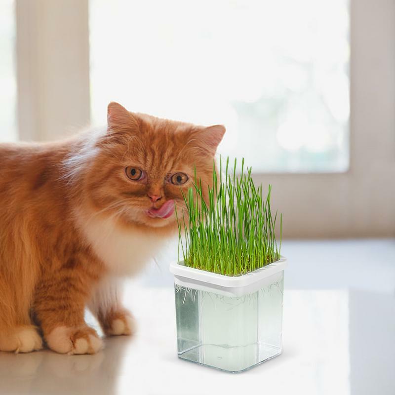 Hidroponik pot rumput kucing Asahan tanah budaya kucing tumbuh Kit Catnip rumput Kit tanpa tanah budaya tumbuh Set bibit &