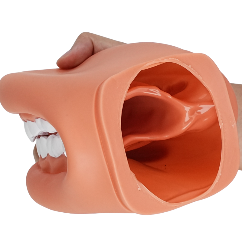 Dental Standard Teeth Model - Dental Mouth Model Human Teeth Model Tooth Brushing Model for Teaching Studying
