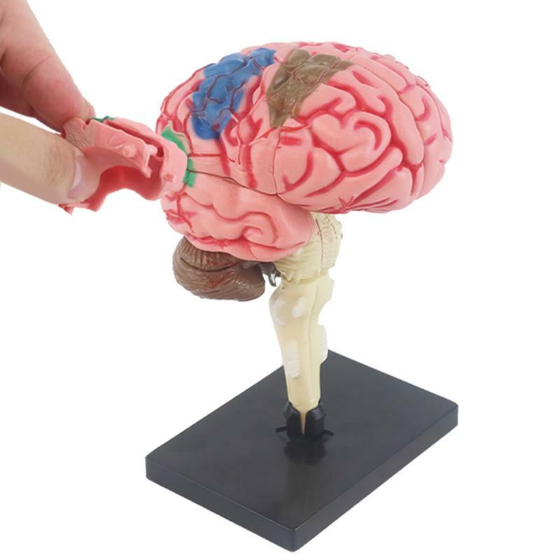 Model pengajaran Model 3D otak Model anatomi dengan tampilan warna dasar Model anatomi otak dikode DIY untuk mengajar anatomi