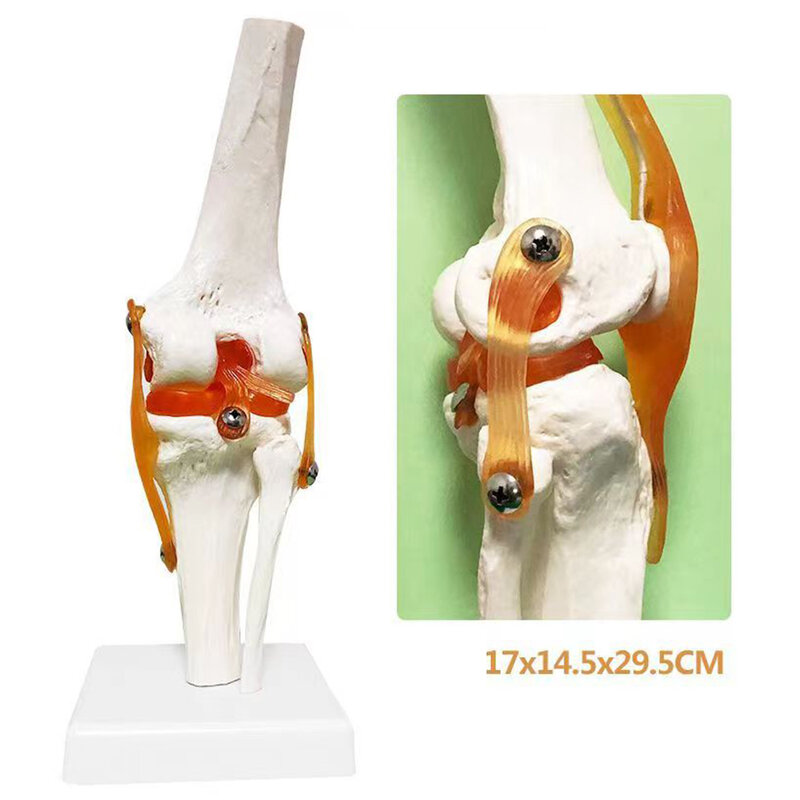 Lifesize-modelo de Anatomía de articulación de rodilla humana para adultos, recursos de enseñanza de ciencias médicas, suministros de enseñanza de Anatomia, 1:1, envío directo