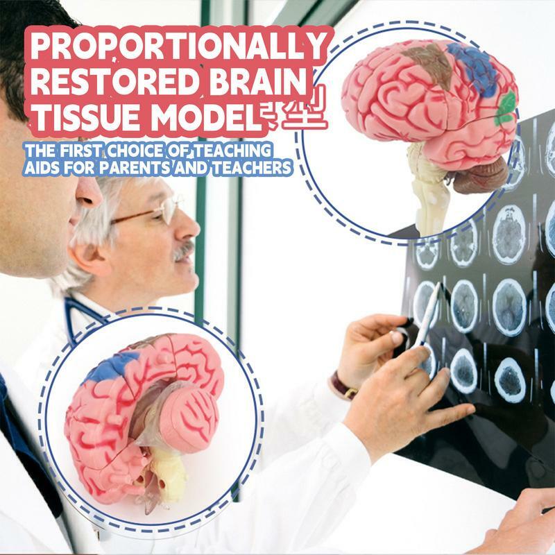 디스플레이 베이스가 있는 인체 뇌 해부학 모델, 뇌 기능 식별용 컬러 코드, DIY용 교육 해부학 모델