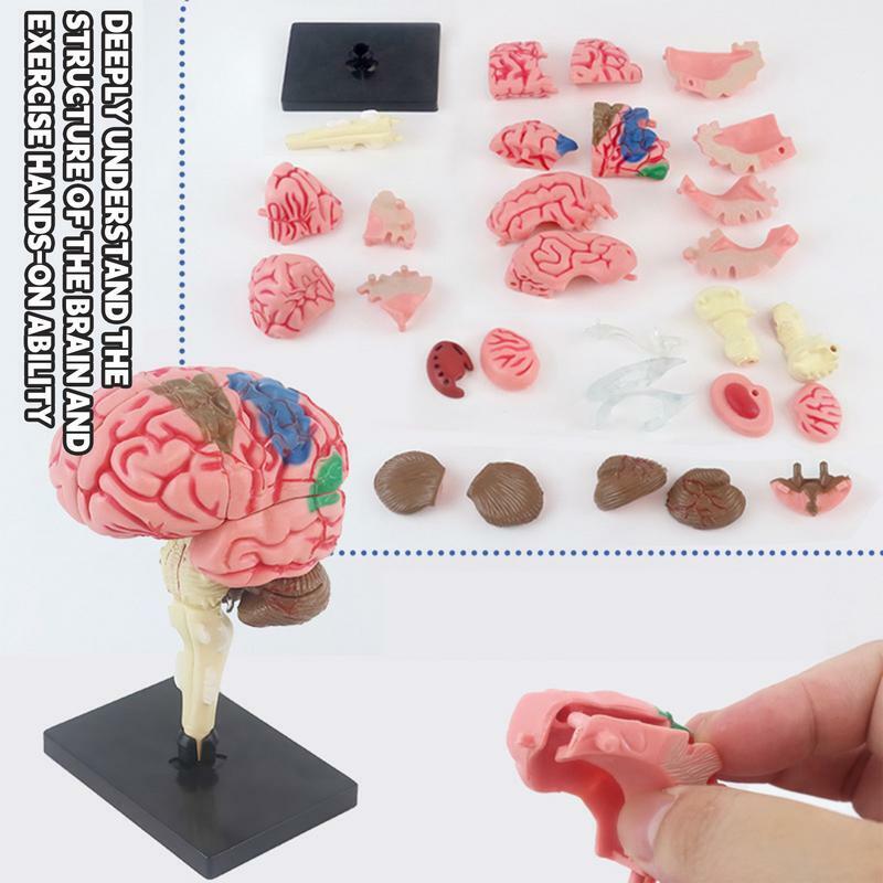 Modelo de cerebro 3D, modelo anatómico del cerebro, modelo de enseñanza con Base codificada por colores de pantalla para identificar las funciones del cerebro, enseñanza de anatomía