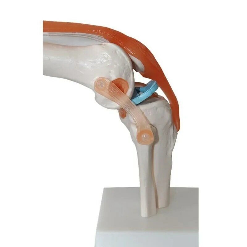 1:1 Lifesize Human Knee Joint Anatomy Model Medical Science Teaching Resources Dropshipping