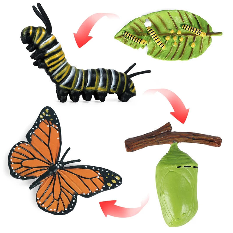 Figurines d'action de croissance de papillon en fuchsia jetable, modèle de subvention de vie, simulation d'animaux