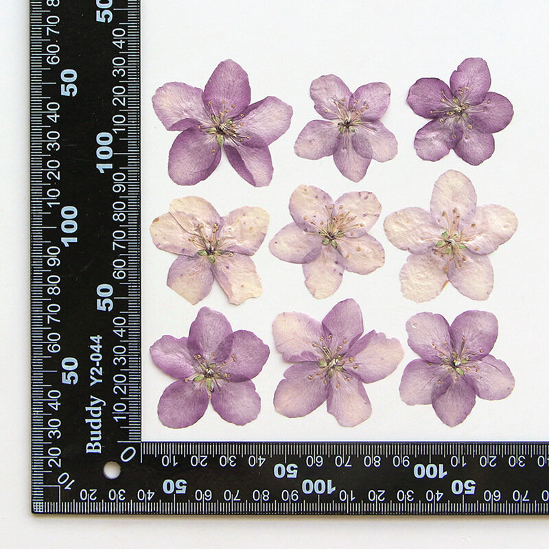 Secas Malus Spectabilis Flower Herbarium, pressionado Herbário para Resina Epoxy Jewelry Card, Bookmark Frame, Phone Case, Face Makeup Lamp, 60Pcs