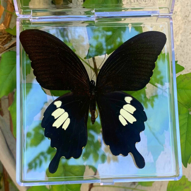 Натуральные настоящие образцы бабочек, редкие и изысканные образцы, прозрачные смешанные бабочки в коробке для образовательной коллекции Rese