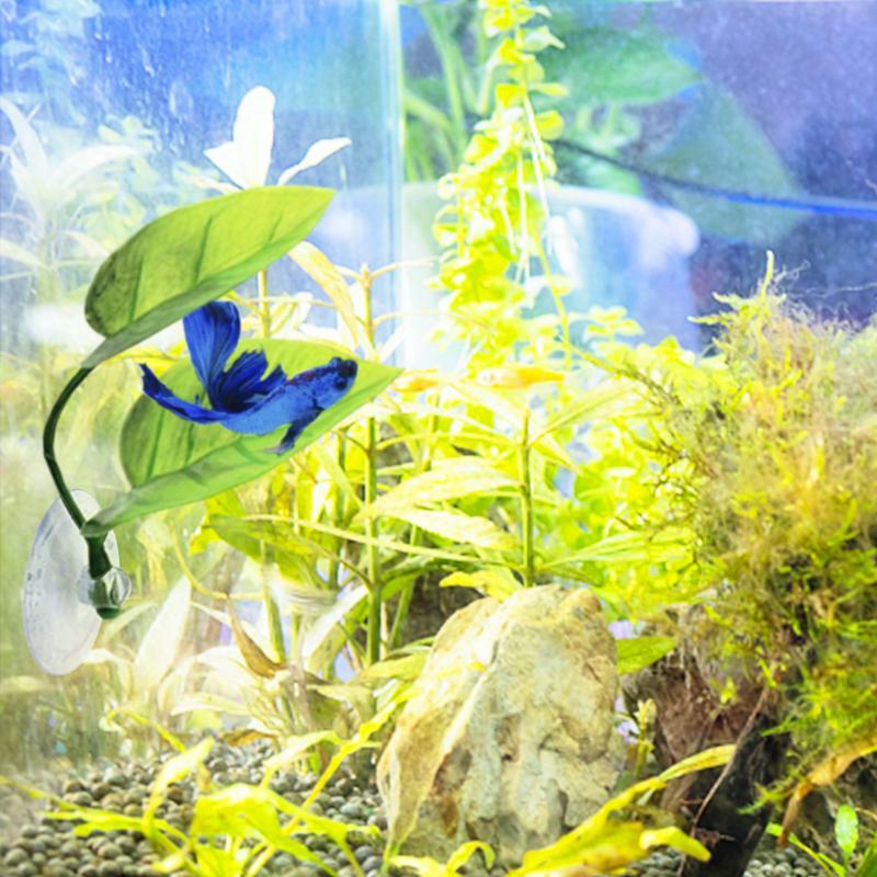 Ikan cupang bantalan daun tanaman bantalan daun kincir ikan nyaman dan aman untuk tempat tidur beristirahat untuk ikan cupang tempat tidur ikan cupang