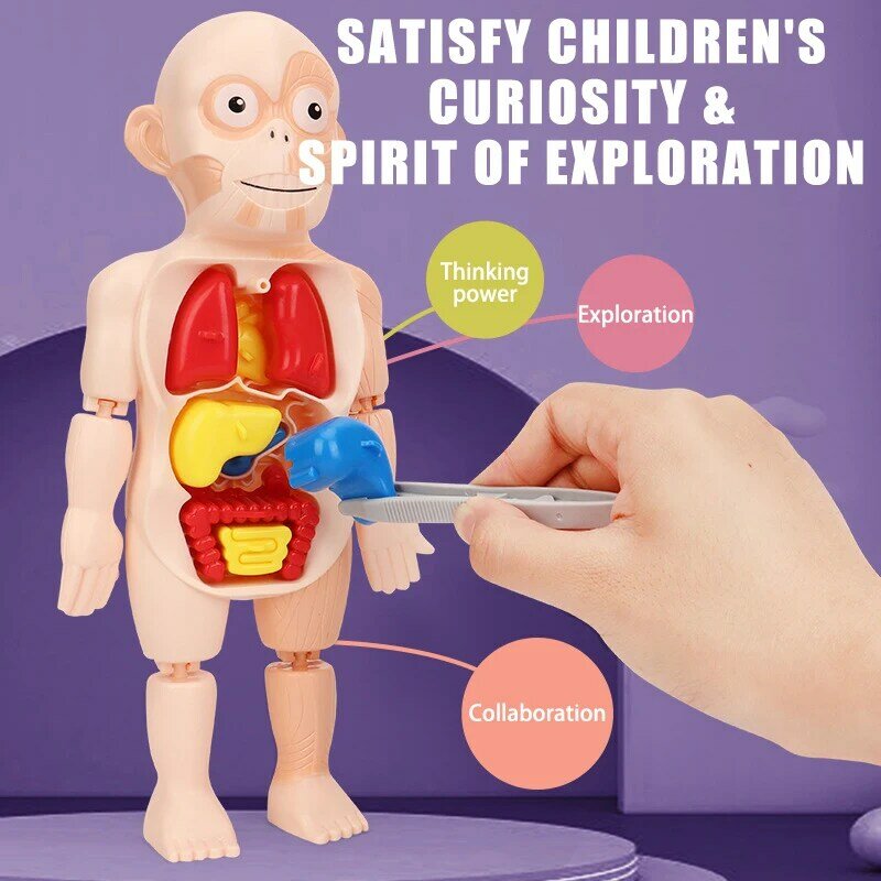 3d manekin Kid Montessori Model anatomiczny nauczanie edukacyjne organy zabawka do montażu organy ciała narzędzia poznawcze