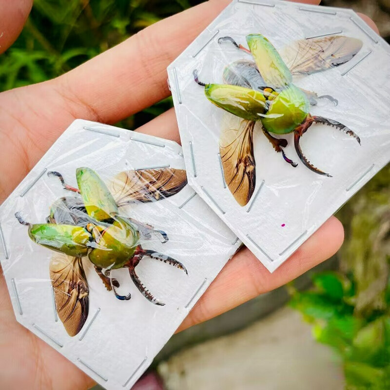 Lamprima adolphinae gosta de coletar espécimes de insetos reais diy artesanato pequenos ornamentos fotografia adereços decoração para casa