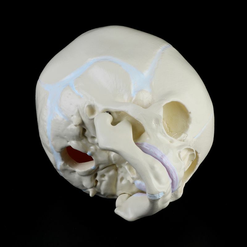 1: 1 Human Fetal Baby Infant Medical Skull Anatomical Skeleton Model Teaching Su