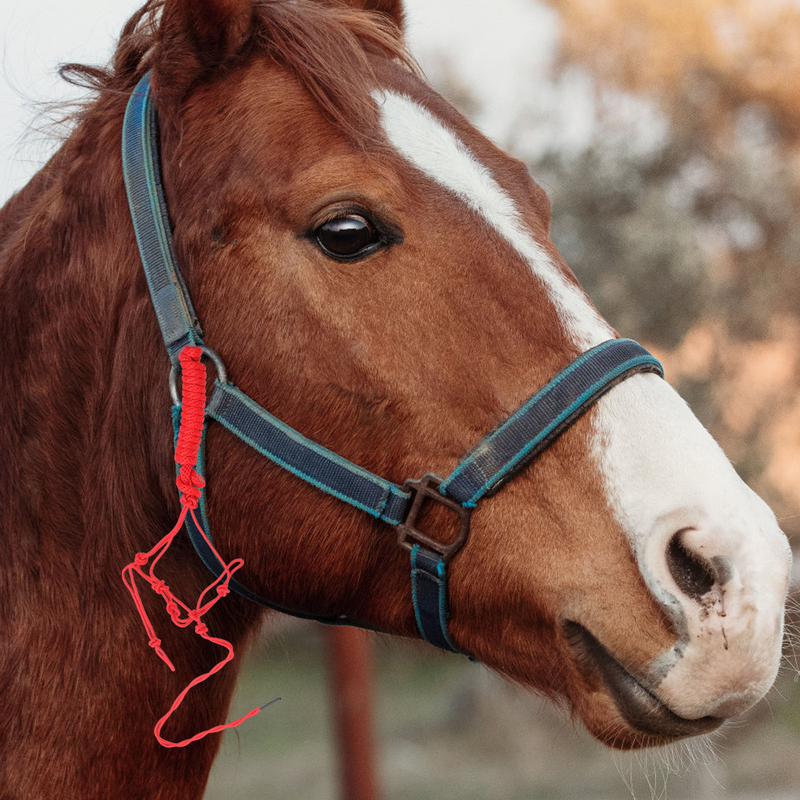 Koński Halter warkocz z kantarką przenośna na koński Halter węzeł sztywny materiał treningowy na koniu, dostarczający losowy kolor