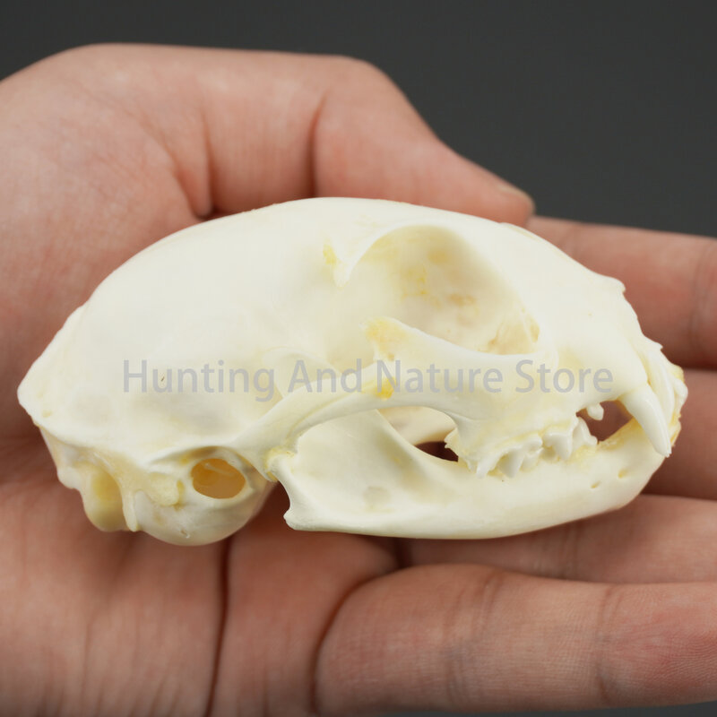 Collection exquise de vrais os d'animaux de crâne pour l'artisanat, la décoration intérieure, l'étude d'objets de collection, les cadeaux spéciaux de bricolage, 1 PC, 5 PCs, 10PCs