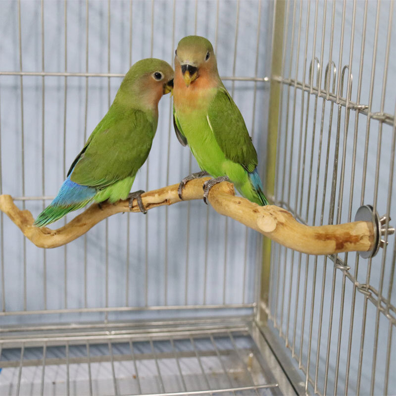 Natural papagaio poleiro pássaro suporte de árvore vara pata moagem garfo periquito escalada galhos de aves brinquedos acessórios birdcage