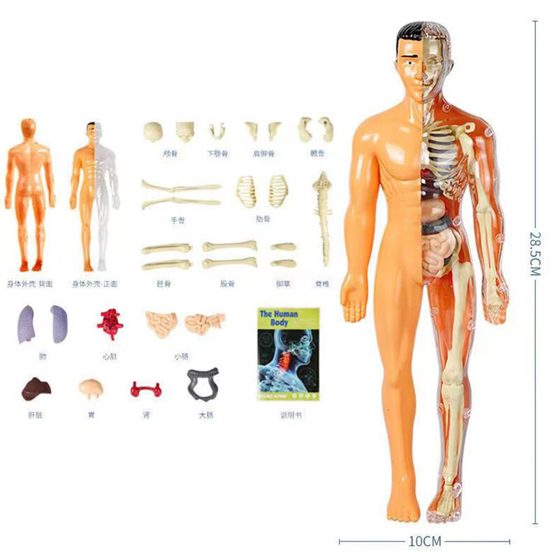 Due tipi di modello di anatomia del corpo umano 3D bambini plastica fai da te scheletro giocattolo scienza apprendimento precoce aiuti giocattoli educativi nuovo