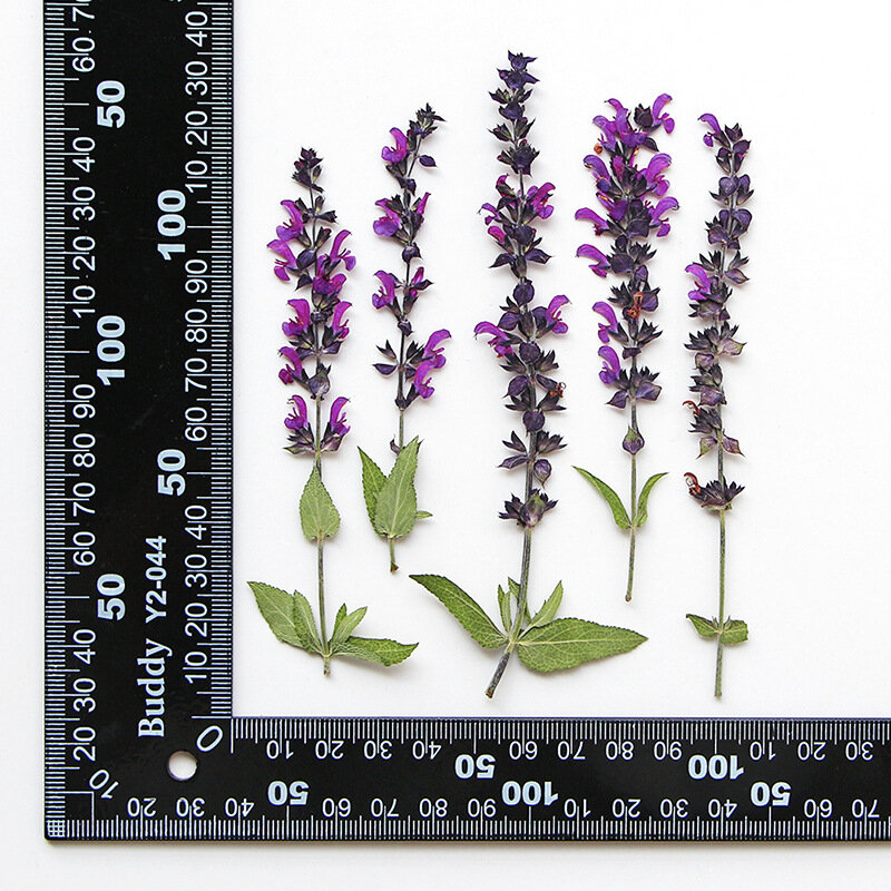 60pcs Pressed Dried Lavender Leaf Flower Herbarium For Resin Epoxy Jewelry Card Bookmark Frame Phone Case Makeup Lamp DIY