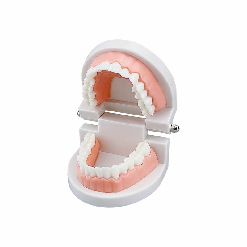 Typodont-modelo de dentadura de demostración para adultos, modelo de dientes estándar, Material de laboratorio de odontología para enseñanza, aprendizaje, instrumento de clínica