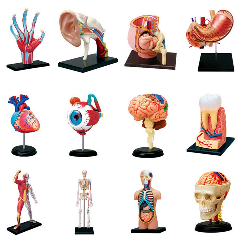 Modèle de corps humain médical-torse, parties perfectionnées, modèle d'organes éducatifs, fuchsia, classe d'étude, étudiants enceintes