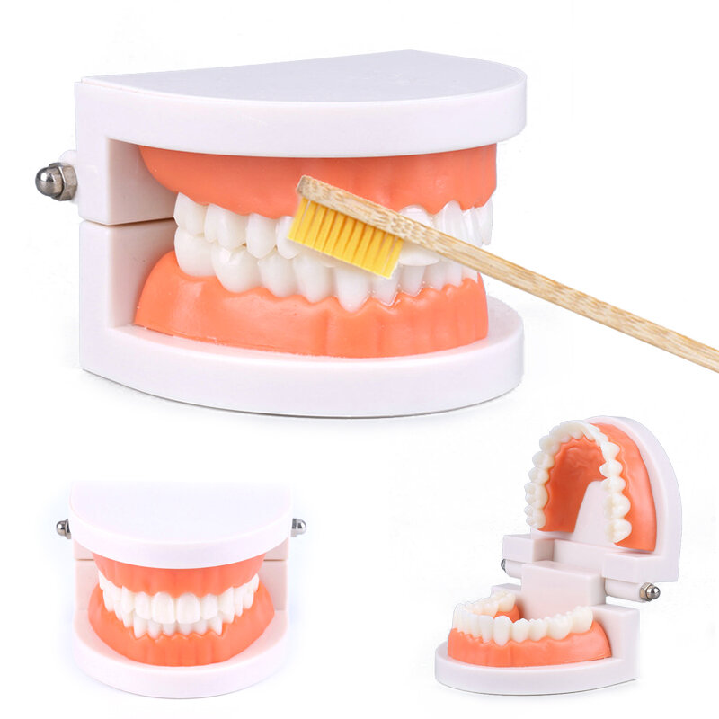 มอนเตสซอรี่ของเล่นเพื่อการศึกษาสำหรับเด็กปฐมวัยใช้แปรงฟันแปรงฟันช่วยสอนชีวิตจำลอง