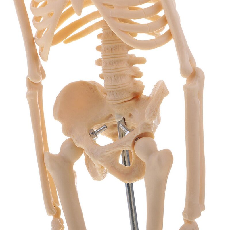 Modelo de esqueleto humano de anatomía anatómica, Ayuda de aprendizaje médico, 45CM, venta al por mayor al por menor