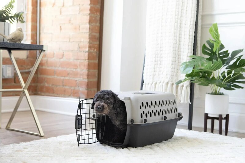 بيت تربية محمول للحيوانات الأليفة ، قفص كلب بلاستيكي صغير ، 19 بوصة × ، حامل للحيوانات الأليفة ، حتى 10 رطل