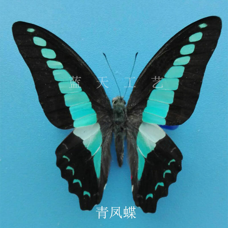 Espécimen de mariposa real Natural, ayuda para la enseñanza, espécimen de mariposa alada DIY, bolsa transparente, variedad opcional