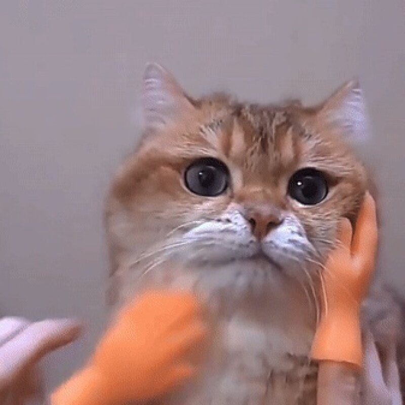Guanti divertenti per gatti in gomma per mani piccole lettini per dita massaggio guanti in plastica giocattolo divertente per gatti in Silicone