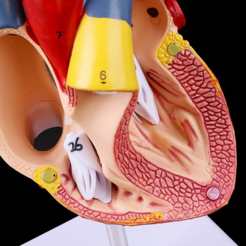 Modelo corazón humano anatómico desmontado, herramienta enseñanza médica anatomía, envío directo