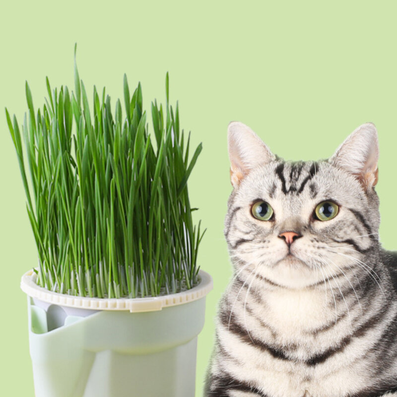 Caja hidropónica de plantación de menta para gatos, taza de cultivo de brotes, plantador de hierba para gatos para el hogar