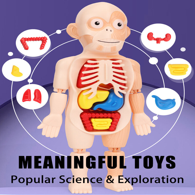 3d Manequim Kid Montessori Anatomia Modelo Educacional Aprendizagem Órgão Montado Brinquedo Corpo Órgão cognitivo ferramentas