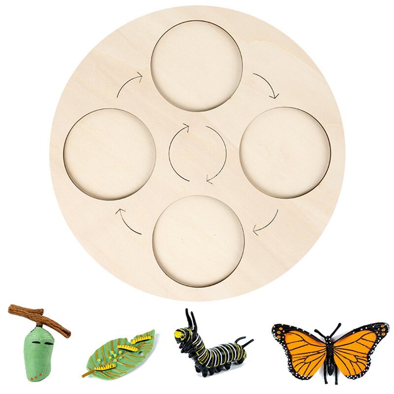 New Butterfly Life Cycle Board Set Lifestyle Stages Kids Teaching Tools Animal Growth Cycle Educational Toys