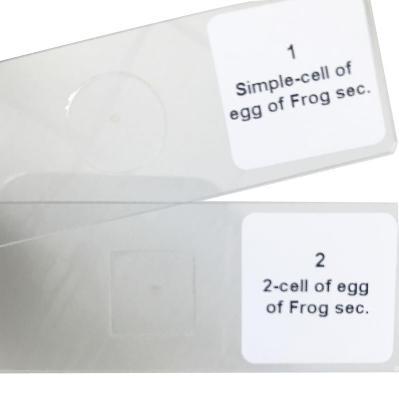 25 sztuk/zestaw Frog embrionalny rozwijać zarodek przygotowane slajdy do mikroskopu