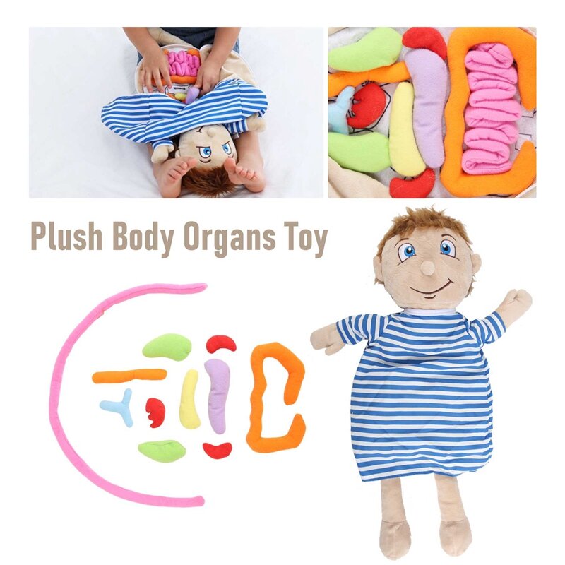 Brinquedo de pelúcia órgãos montados para crianças, Boneca Anatomia do Corpo Humano, Ciência Ensino Aids Tool, Brinquedos educativos