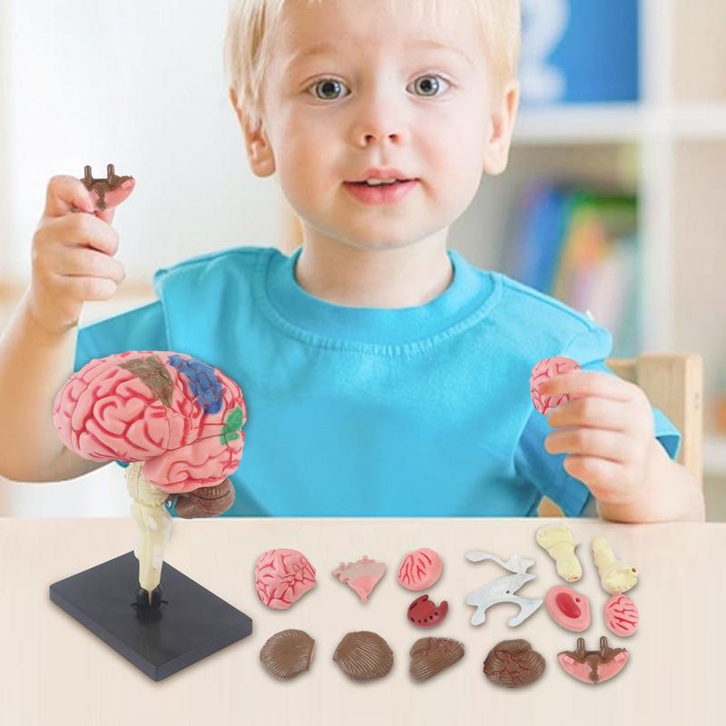 Modelo de cerebro humano para enseñanza, modelo de enseñanza con código de Color para identificar funciones del cerebro, modelo de anatomía para bricolaje