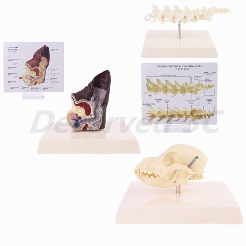 Dog Ear Lesion Animal Anatomical Model Veterinary Science Aids Teaching Research
