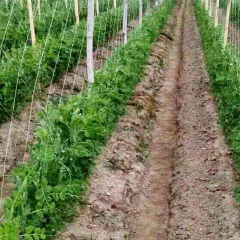 2x100M Polythene Garden Plant Trellis Net Climbing Net Heavy-Duty Vegetable Plant Support Vine Net Anti-bird Net