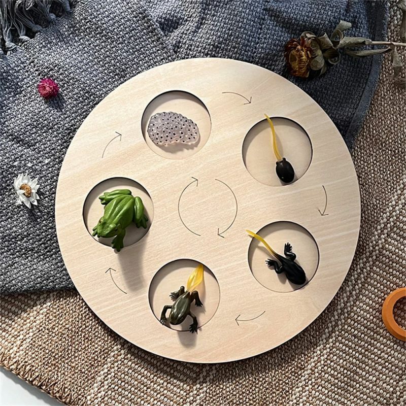 Animal planta ciclo de vida placa montessori kit sapo borboleta caracol biologia ciência educação brinquedos de madeira para crianças